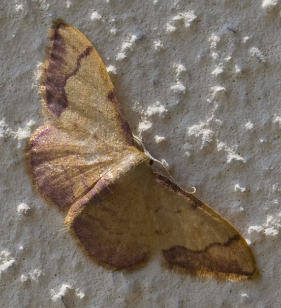 Idaea sp? Idaea ostrinaria